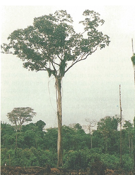 Propiedades físicas de la madera
