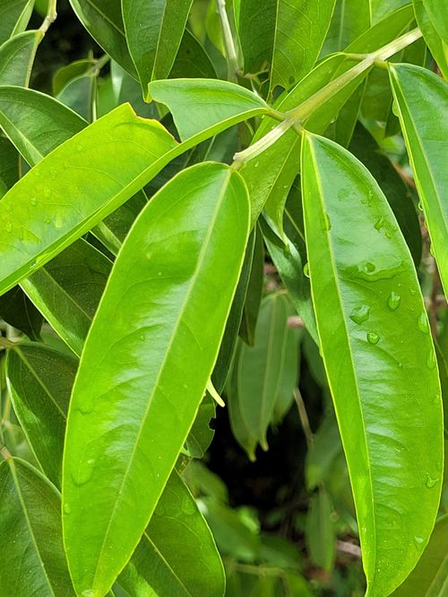 Propiedades físicas de la madera