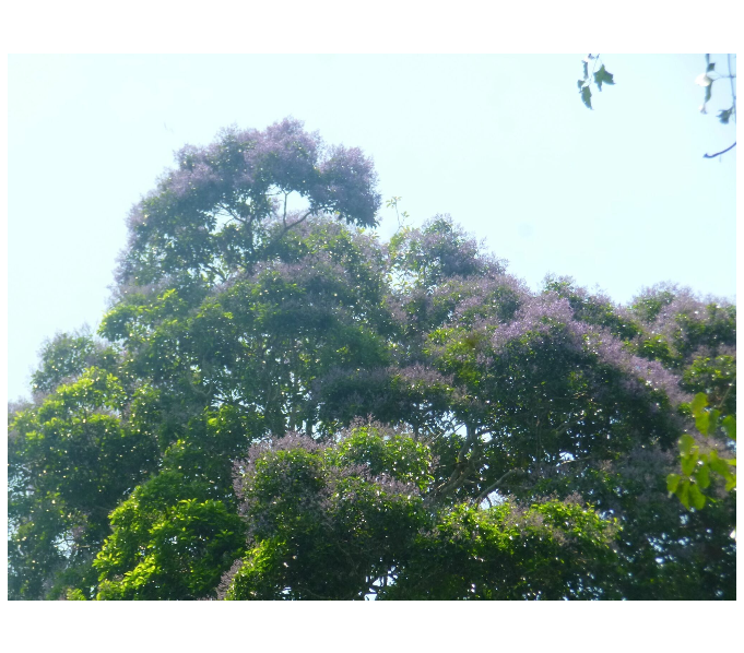 Propiedades físicas de la madera Sterculia striata