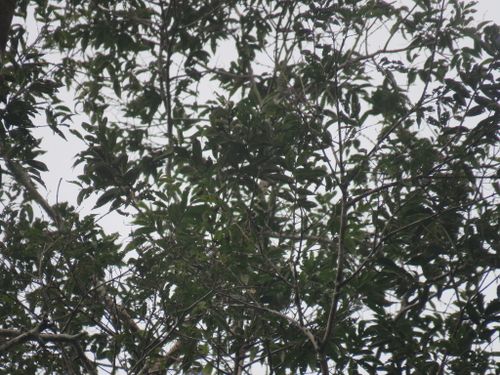 Características del árbol de Qualea paraensis