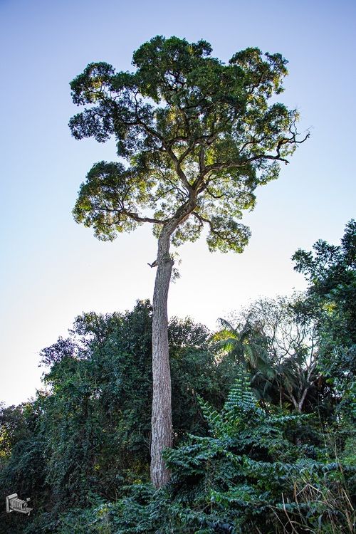 Madera de Aspidosperma polyneuron
