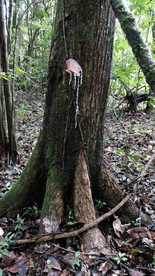 Propiedades físicas de la madera