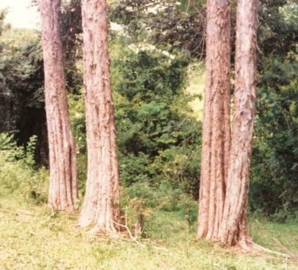 Propiedades físicas de la madera