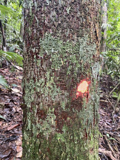 Propiedades físicas de la madera
