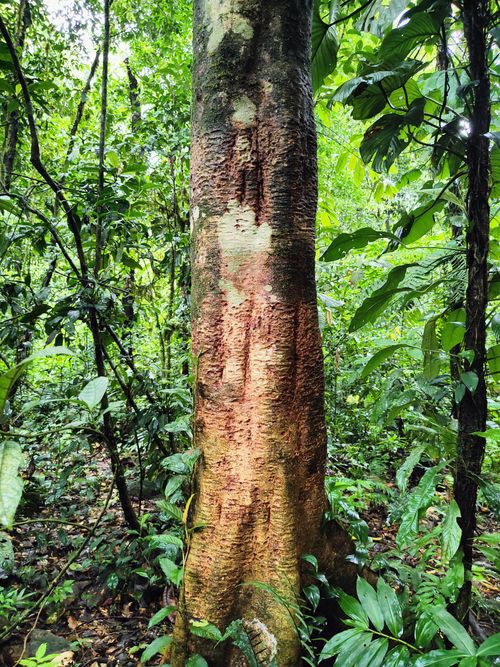 Madera de Clarisia racemosa