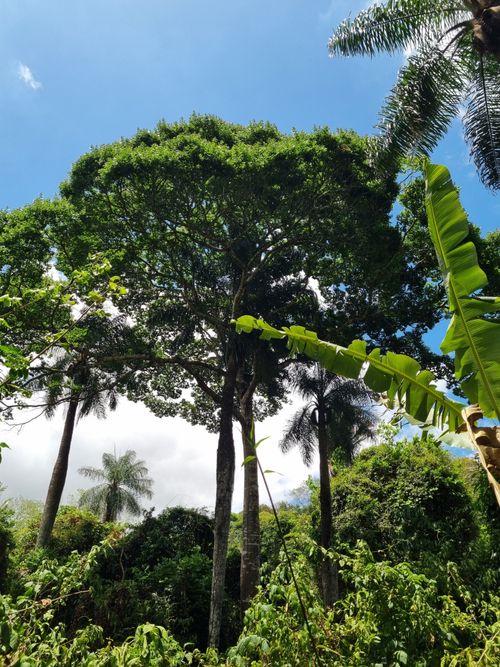 Madera de Hymenaea courbaril