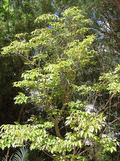 Propiedades físicas de la madera