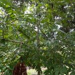 Propiedades físicas de la madera Sterculia striata