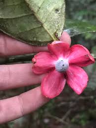 Propiedades físicas de la madera Sterculia striata