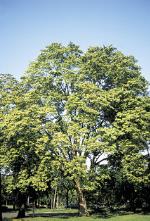 Propiedades físicas de la madera Sterculia striata