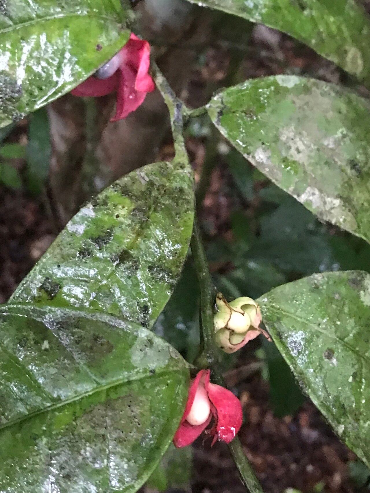 Propiedades físicas de la madera Sterculia striata