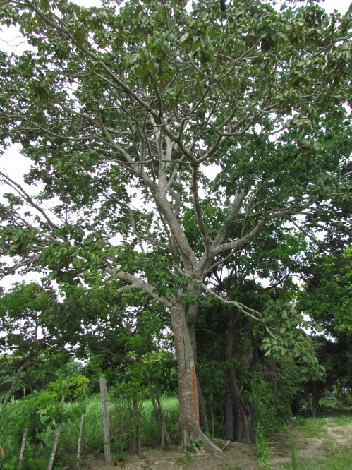 Características del árbol de Sterculia striata
