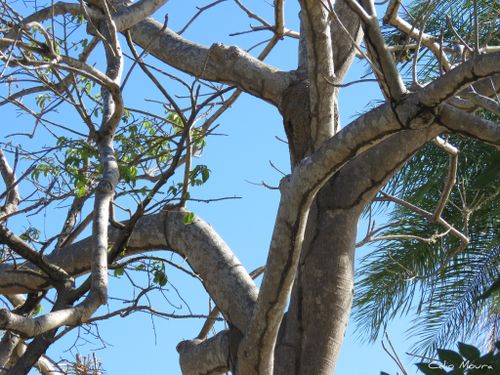 Madera de Sterculia striata