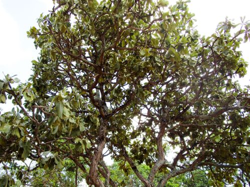 Propiedades físicas de la madera Sterculia striata