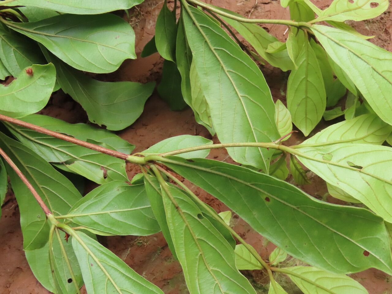 Propiedades físicas de la madera Sterculia striata